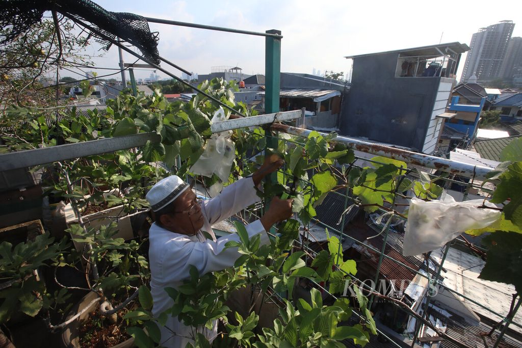 Ustaz Zaini, Ketua pengurus Masjid Hubbul Wathon Cempaka Putih, Jakarta Pusat merawat tanaman yang dibudidayakan di atap masjid tersebut, Senin (4/4/2022). 