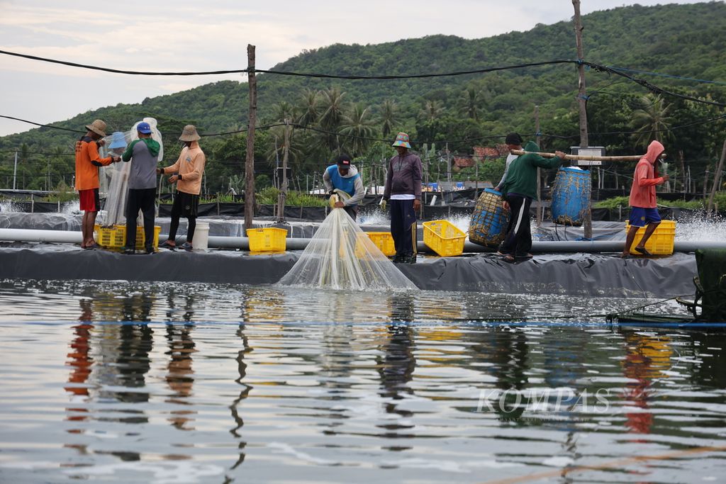 Pekerja memanen udang vaname (<i>Litopenaeus vannamei</i>) di salah satu tambak udang di Desa Karimunjawa, Kecamatan Karimunjawa, Jepara, Jawa Tengah, Rabu (14/4/2024). Panen parsial tersebut dilakukan dengan siklus sekitar empat bulan sekali. Udang dari Karimunjawa sebagian besar diekspor ke Amerika Serikat.