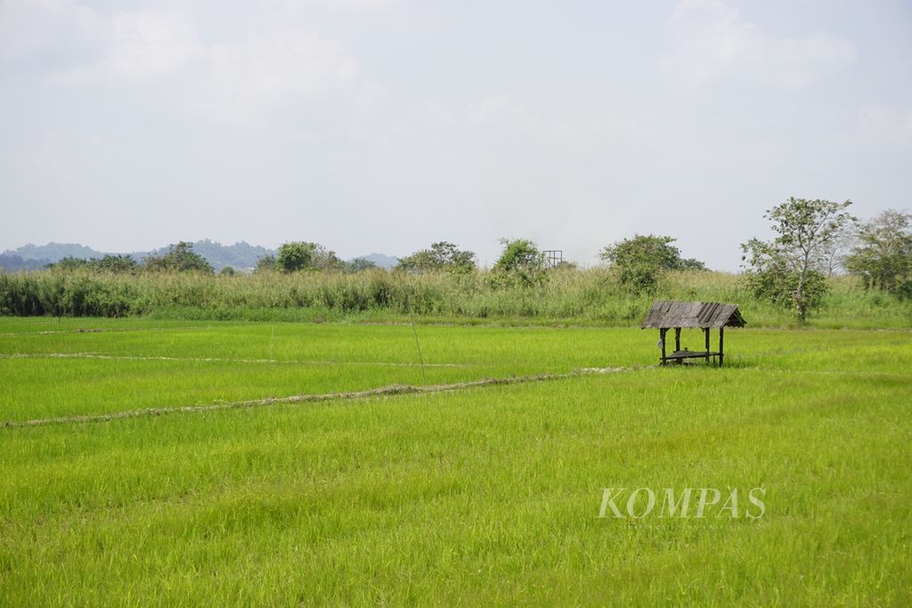 Hamparan padi di Jalan Usaha Tani di Kecamatan Samarinda Utara, Kota Samarinda, Kalimantan Timur, pada September 2019.