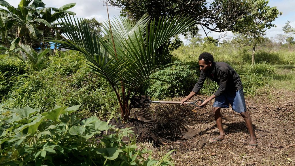 Laorensius Wadam Gebze merawat bibit sagu di Kampung Zanegi, Distrik Animha, Kabupaten Merauke, Papua Selatan, Kamis (10/11/2022).