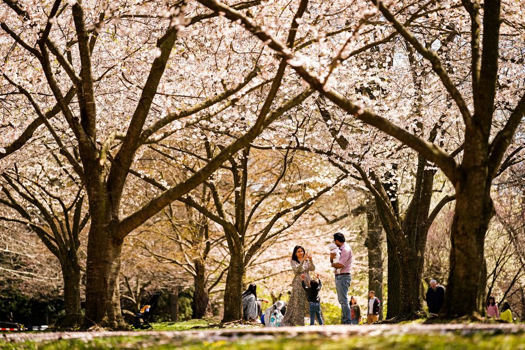 Sebuah keluarga berfoto di bawah pohon sakura yang mekar di Fairmont Park Holticulture Center di Philadelphia, Amerika Serikat, 8 April 2022. Penduduk AS dilaporkan semakin menua. Jumlah kelahiran anak antara tahun 2010 dan 2020 merosot.