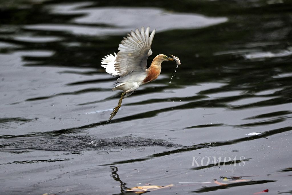 The blekok rice bird (<i>Ardeola speciosa</i>) catches fish in the Angke River, Penjaringan, North Jakarta, July 2021. <i>Ardeola speciosa </i>is a bird species that is widespread in Southeast Asia. This blekok rice field bird has a body length of around 46 centimeters. Apart from fish, the food of this blekok rice field is insects and crabs.