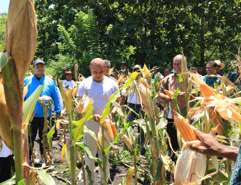 Gubernur Nusa Tenggara Timur Viktor Laiskodat (baju kaus putih) memanen perdana jagung lahan kering di Oeteta, Kabupaten Kupang, Sabtu (25/4/2020). Jagung ini sebagai stok pangan warga setempat pada puncak kemarau saat itu.