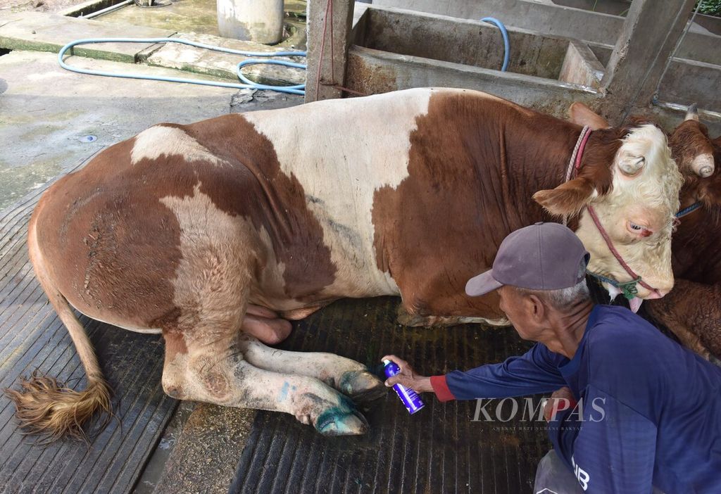 Winarto menyemportkan cairan ke kuku sapi yang terjangkit PMK di Desa Sembung, Kecamatan Wringinanom, Kabupaten Gresik, Jawa Timur, Rabu (11/5/2022). Sebanyak 37 sapi yang ada di kandang itu terjangkit PMK. 
