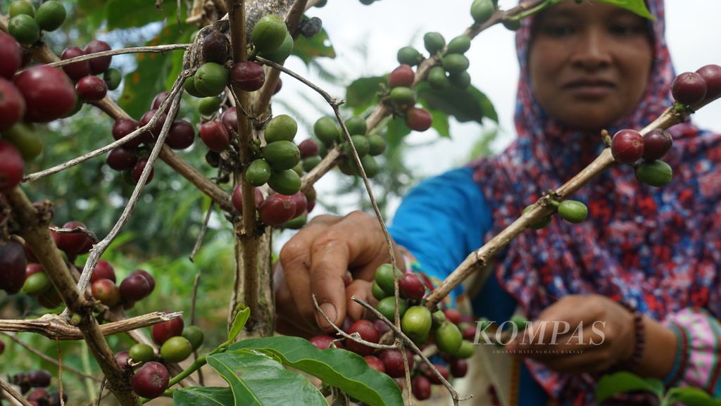 Petani kopi memetik buah kopi merah di demplot Lembaga Pengelola Hutan Desa Cahaya Alam bekerja sama dengan Hutan Kita Institute di Kecamatan Semende Darat Ulu, Kecamatan Muara Enim, Sumatera Selatan, Selasa (19/7/2022).