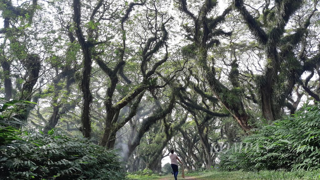 Suasana tempat wisata De Jawatan, Banyuwangi, Jumat (16/6/2023). Di sana ada 180-an pohon trembesi berusia 100-200 tahun.