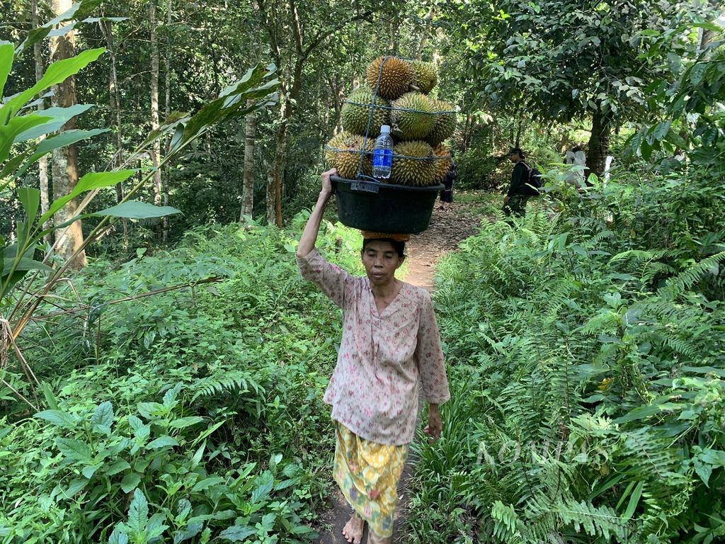 Seorang warga membawa bakul berisi durian dari kebun durian di kawasan Kekait, Gunung Sari, Lombok Barat, Nusa Tenggara Barat, Minggu (22/1/2023) lalu. Mereka dibayar mulai dari Rp 50.000 untuk sekali turun membawa durian.