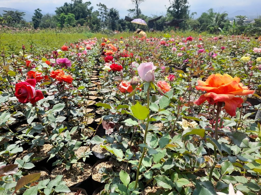 Hamparan bunga mawar dengan mahkota aneka warna menghiasi kebun milik salah satu petani bunga di Dusun Santrean, Desa Sumberejo, Kecamatan Batu, Kota Batu, Jawa Timur, sebagaimana diabadikan, Senin (11/4/2022).