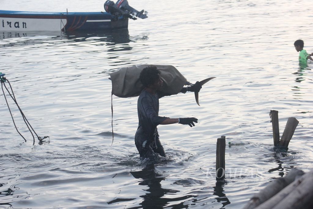 Seorang nelayan tengah memanggul seekor ikan tuna segar yang baru saja ditangkap menuju tempat penimbangan di Desa Sangowo, Kecamatan Morotai Timur, Kabupaten Pulau Morotai, Maluku Utara, Rabu (27/7/2022).