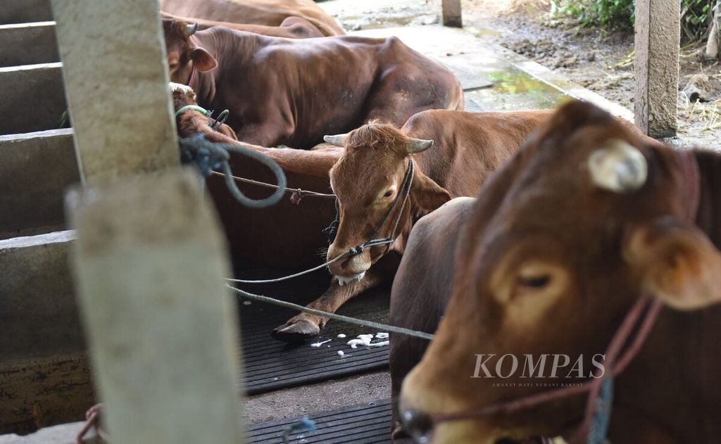 Cattles infected with foot and mouth disease in Sembung Village, Wringinanom District, Gresik Regency, East Java, Wednesday (11/5/2022). 