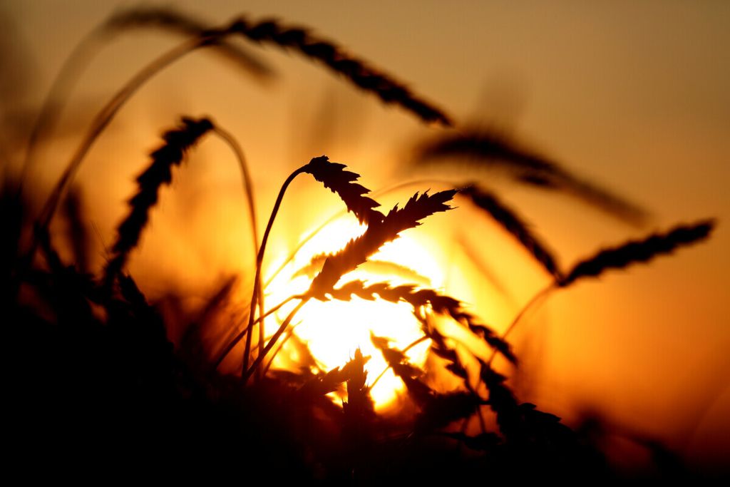 Foto tanaman gandum milik perusahaan pertanian Siberia saat matahari terbenam di Desa Ogur, kawasan Krasnoyarsk, Rusia, 8 September 2019. 