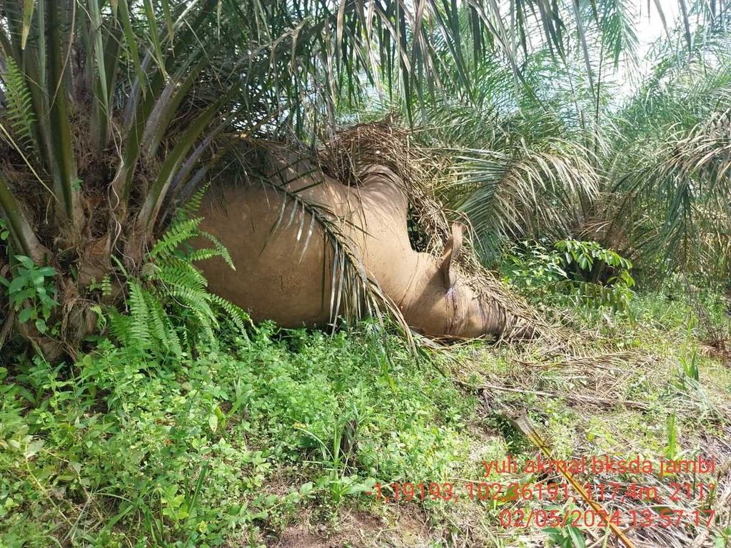 Gajah Umi ditemukan tewas, Kamis (1/5/2024), diduga tersengat pagar listrik tak sesuai standar. Lokasi terletak dalam konsesi hutan tanaman industri karet di Bentang Alam Bukit Tigapuluh, Tebo, Jambi, 