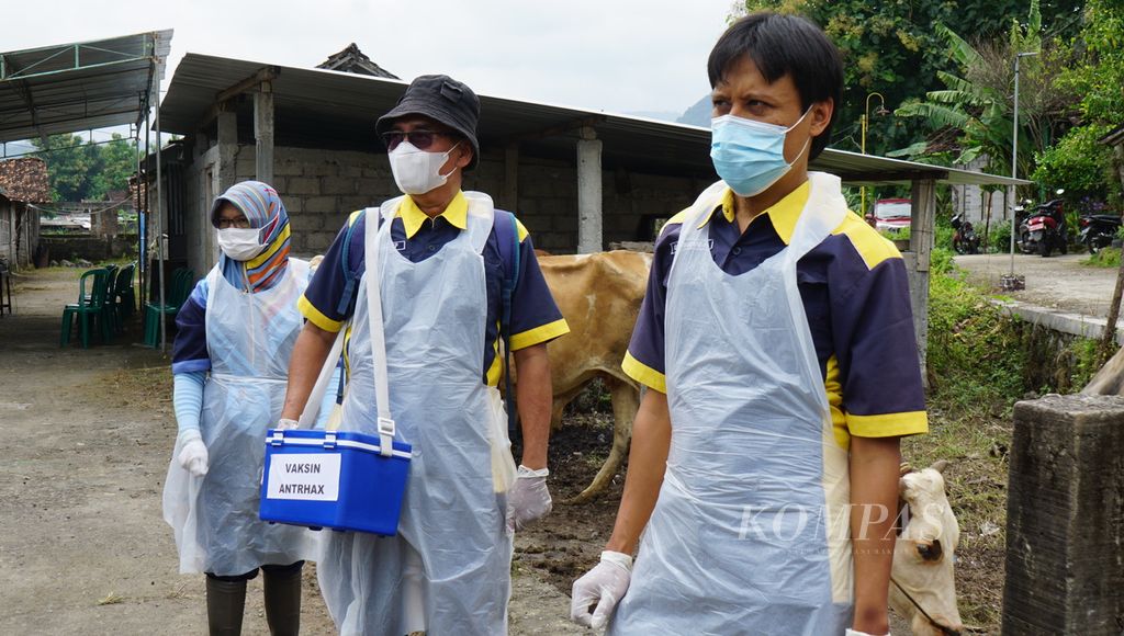Petugas bersiap menyuntik vaksin antraks ke ternak milik warga di Desa Katekan, Kecamatan Gantiwarno, Kabupaten Klaten, Jawa Tengah, Kamis (14/3/2024). 