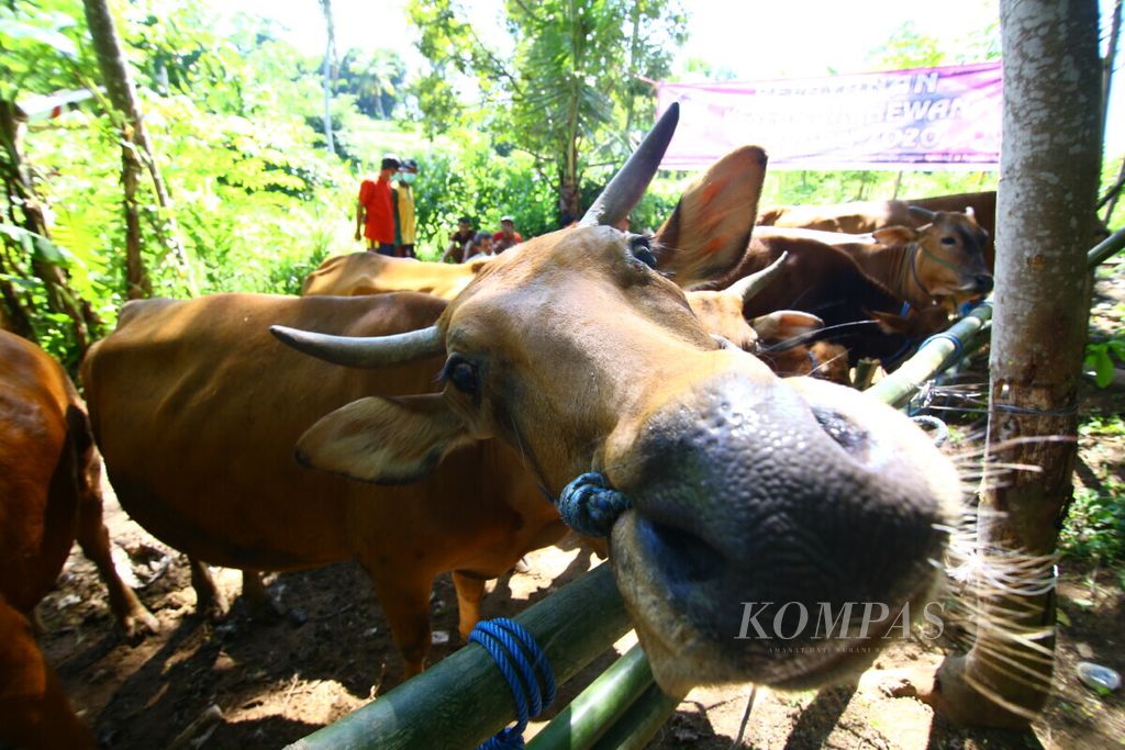 [Foto ilustrasi] Sapi-sapi milik peternak disiapkan untuk mengikuti pengobatan gratis di Kelurahan Boyolangu, Banyuwangi, Selasa (16/6/2020).  