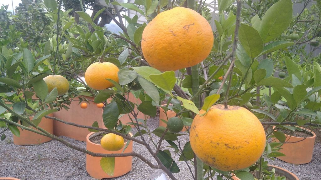 Ranum buah jeruk keprok yang ada di Taman Sains Pertanian Unit Pembenihan Jeruk Bebas Penyakit Kementerian Pertanian di Batu, Jawa Timur, Selasa (19/10/2021).