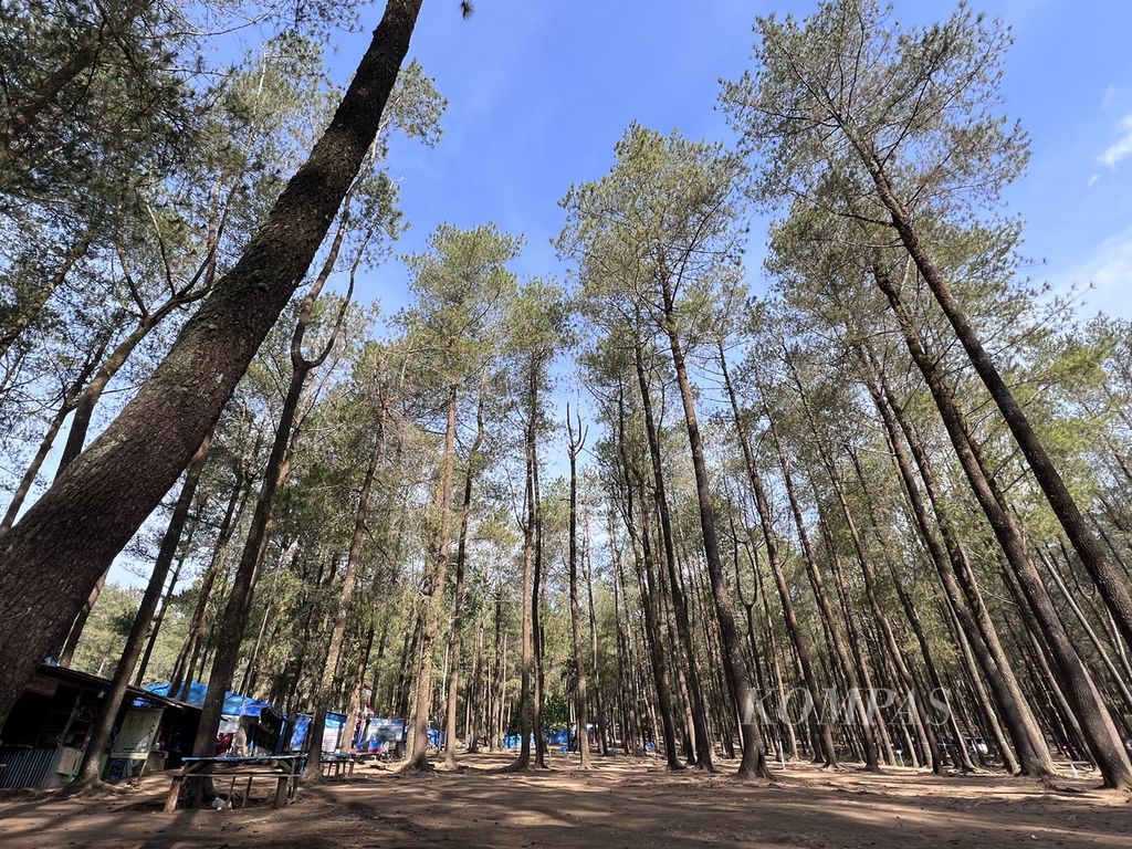 Kawasan Hutan Pinus Lembanna di kaki Gunung Bawakaraeng, Kabupaten Gowa, Sulawesi Selatan, Rabu (11/10/2023). Kawasan ini banyak dikunjungi pencinta alam. 