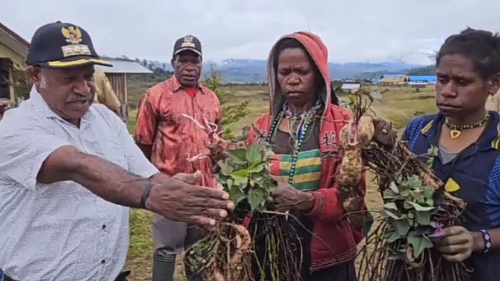 Kepala Distrik Lambewi Darius Murib (kiri) menunjukkan tanaman umbi-umbian milik warga yang membusuk karena bencana kekeringan di Distrik Agandugume, Kabupaten Puncak, Papua Tengah, Sabtu (29/7/2023).