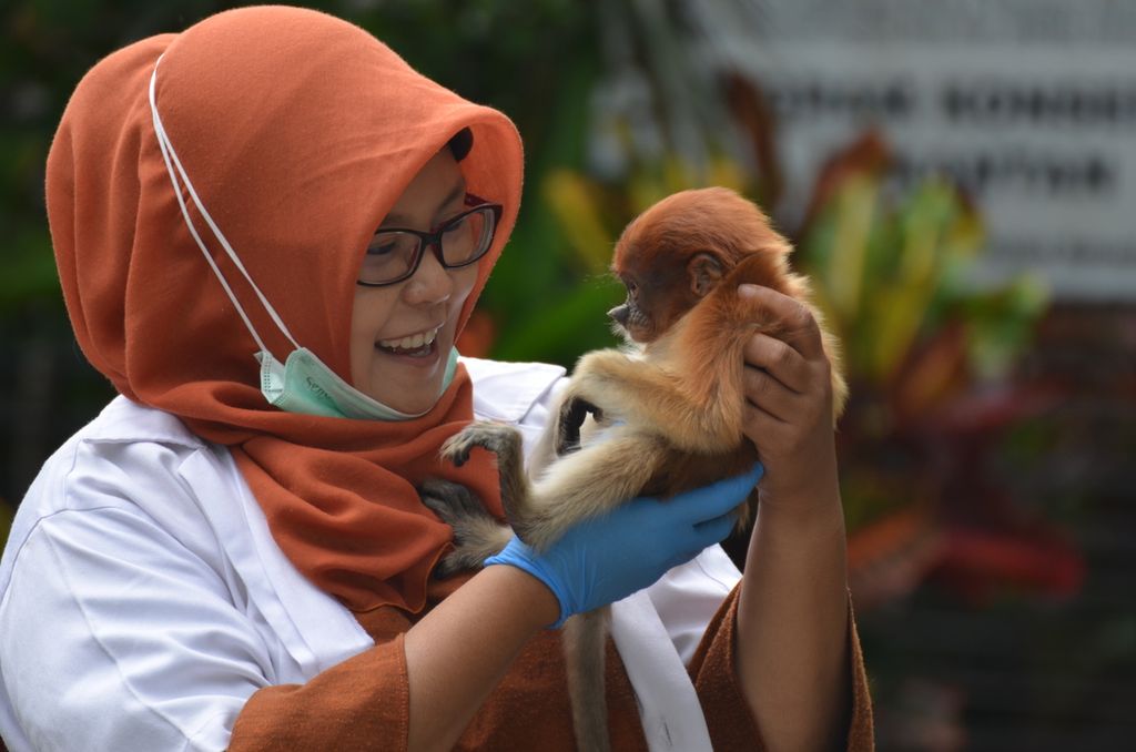 Amalia Rezeki menggendong bayi bekantan di Pusat Rehabilitasi Bekantan milik Yayasan Sahabat Bekantan Indonesia di Banjarmasin, Kalimantan Selatan, pada 31 Maret 2018.