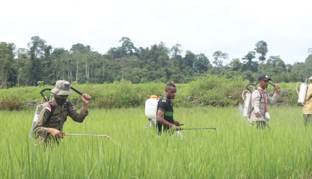 Anggota Binmas Operasi Noken Damai Cartenz membantu petani setempat di salah satu lokasi sawah di Distrik Deikai, Kabupaten Yahukimo, Papua pada Jumat (14/10/2022).