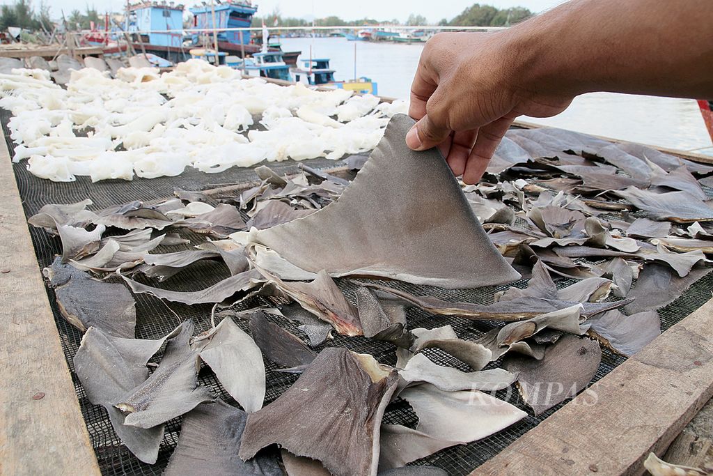 Sirip ikan hiu dijemur di pinggir jalan di Banda Aceh, Februari 2015. Perburuan hiu untuk dijual siripnya masih terjadi di sejumlah wilayah. 