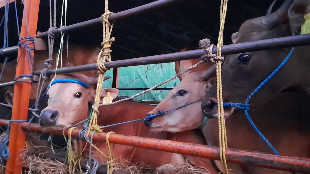 Sapi-sapi asal Bima, Nusa Tenggara Barat, berada di atas truk dalam perjalanan menuju Jakarta untuk memenuhi kebutuhan sapi kurban, Rabu (31/5/2023).