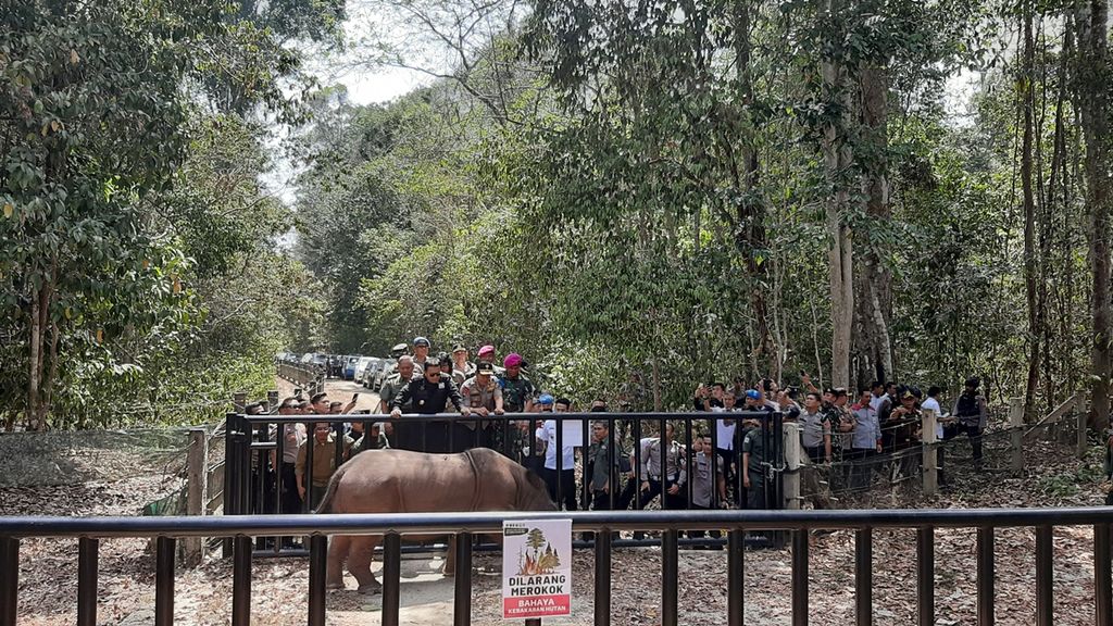Penggiringan badak Harapan dari kandang lama ke kandang baru di Suaka Rhino Sumatera Taman Nasional Way Kambas, Lampung Timur, Lampung, Rabu (30/10/2019).