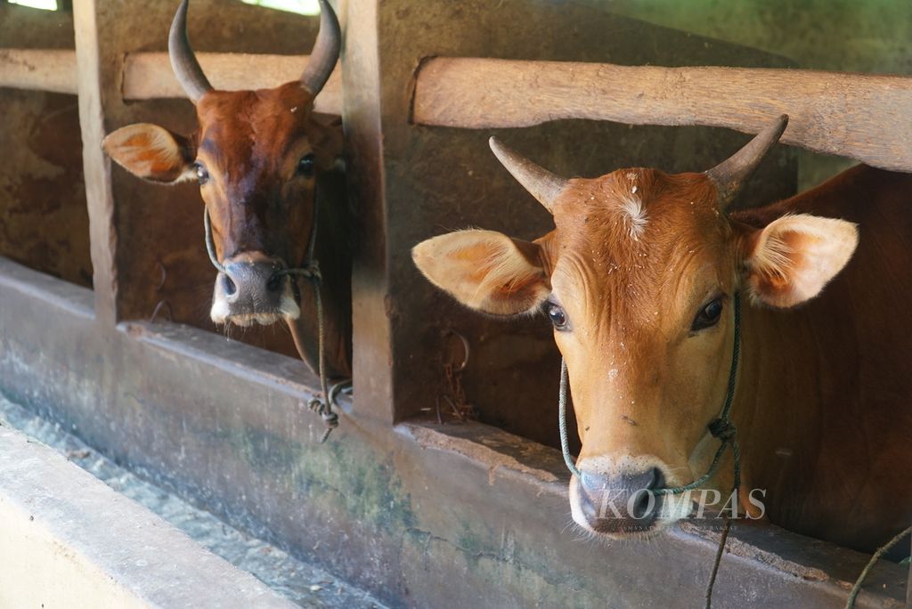 The condition of cows recovering from foot and mouth disease (FMd) in Nagari Ketaping, Batang Anai District, Padang Pariaman Regency, Thursday (21/7/2022).
