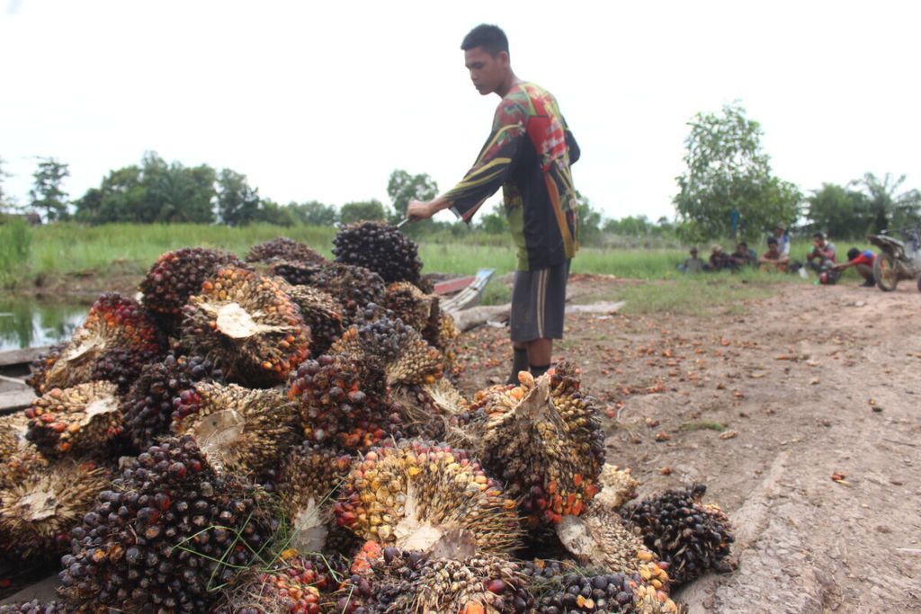 Petani sawit memindahkan sawit di lahan perkebunan di Desa Sukarami, Kecamatan Pemulutan, Kabupaten Ogan Ilir, Sumatera Selatan, Februari 2019. 