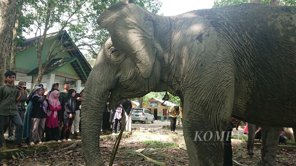 Peserta Elephant Covervation Camp mengikuti rangkaian kegiatan di CRU Sampoiniet, Kabupaten Aceh Jaya, Provinsi Aceh, Sabtu (26/3/2022). Gajah sumatera kian terancam sehingga perlu keterlibatan banyak pihak untuk melindungi