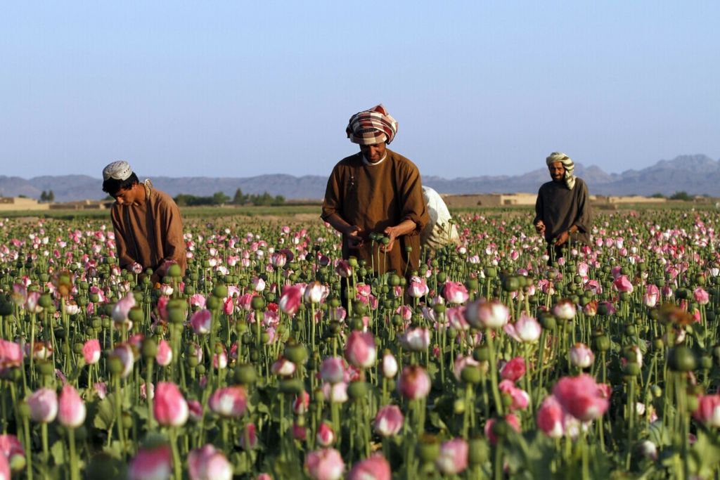 Foto tertanggal 11 April 2016 ini menunjukkan petani memanen opium di distrik Zhari, Provinsi Kandahar, Afghanistan. Taliban pada Minggu (3/4/2022) di Kabul, mengumumkan larangan budidaya opium dan segala jenis narkotika untuk seluruh wilayah Afghanistan.