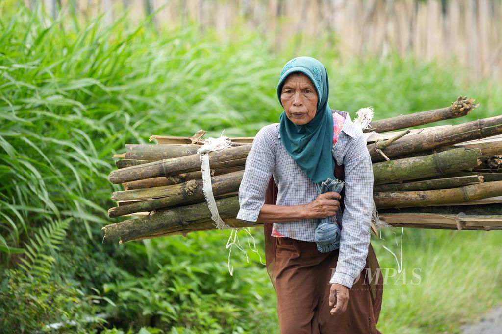 Mbah Singo membawa bambu yang akan dijadikan kayu bakar di Kecamatan Kaliangkrik, Kabupaten Magelang, Jawa Tengah, Sabtu (16/12/2023). 