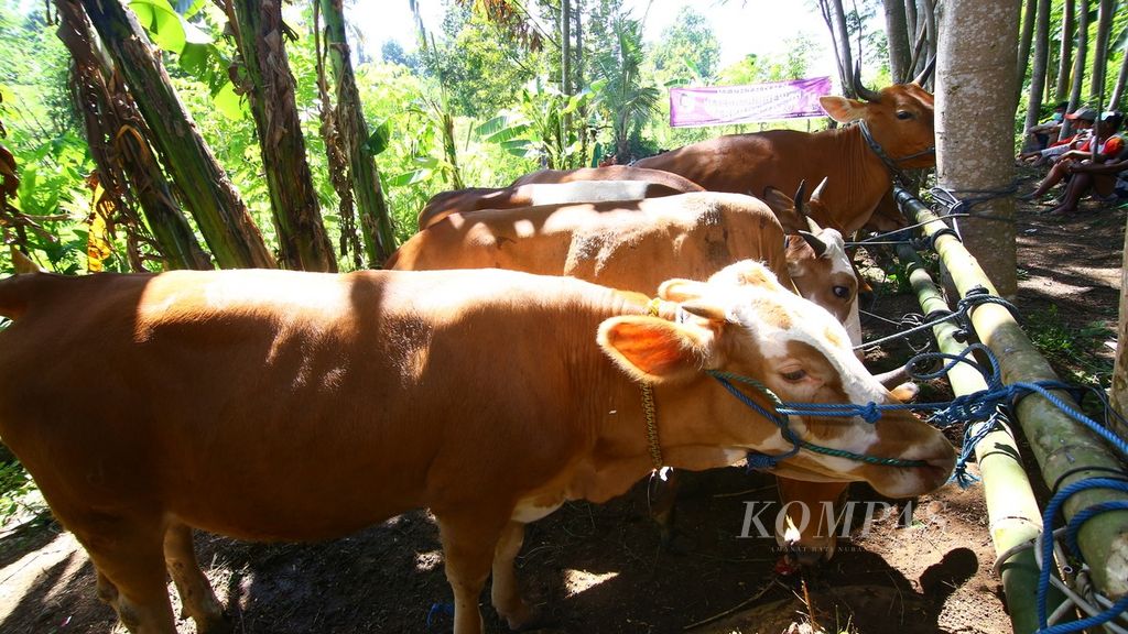 Sejumlah sapi disiapkan untuk mengikuti pengobatan gratis di Kelurahan Boyolangu, Banyuwangi, Selasa (16/6/2020). Dinas Pertanian dan Ketahanan Pangan Banyuwangi menggelar pengobatan gratis sebagai upaya pencegahan penyakit menular pada sapi-sapi indukan yang nantinya akan menghasilkan bibit-bibit sapi untuk didistribusikan di seluruh Jawa Timur