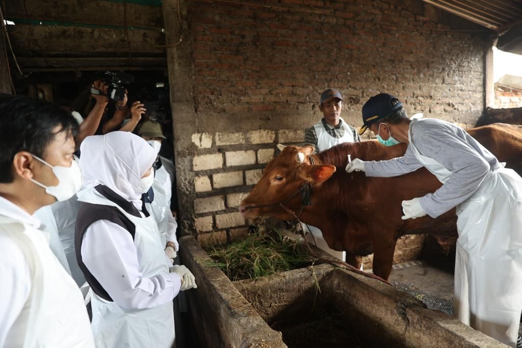Gubernur Jatim Khofifah Indar Parawansa melihat kondisi ternak sapi di Lamongan menyusul mewabahnya penyakit mulut dan kuku pada hewan ternak, Minggu (8/5/2022).
