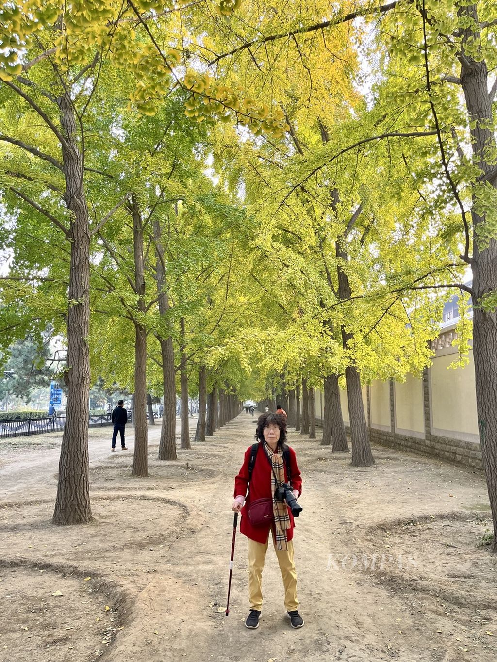 Seorang lansia pehobi fotografi menyempatkan diri keluar dari rumah untuk memotret dedaunan pohon yang berubah menjadi kuning menjelang musim gugur di Beijing, China, Selasa (25/9/2022).