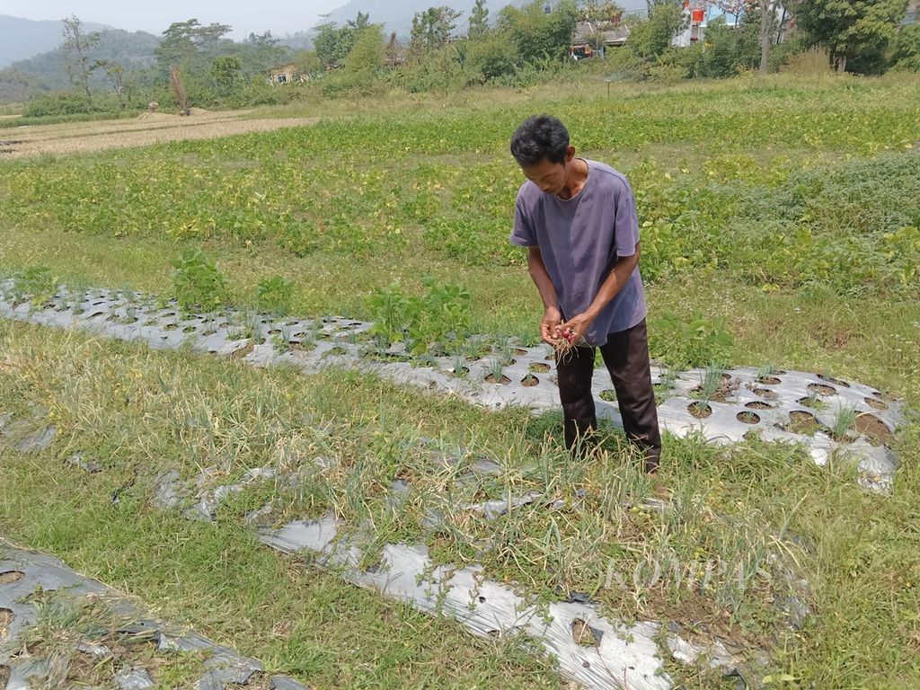 Tampak salah satu petani cabai bernama Dadang di lokasi areal pertanian yang terdampak kekeringan di Desa Citapen, Kecamatan Cihampelas, Kabupaten Bandung Barat, Jawa Barat, Jumat (16/8/2024). Jumlah areal pertanian yang terdampak kekeringan di Cihampelas mencapai sekitar 1.500 hektar.