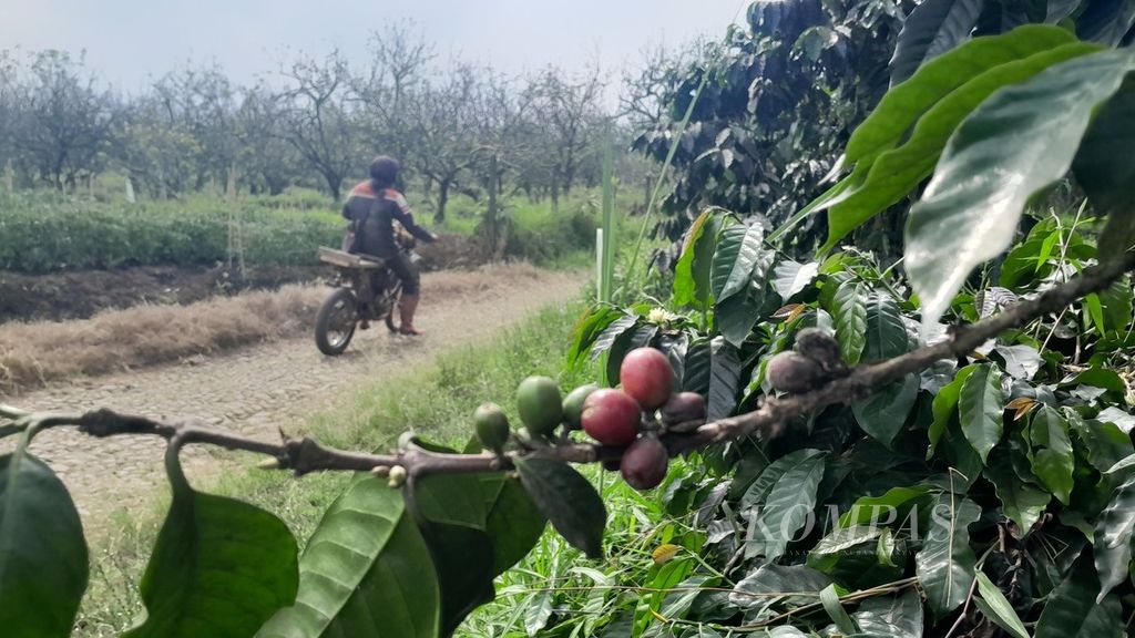 Tanaman kopi tumbuh di dekat perkebunan apel di salah satu lahan di Desa Sumbergondo, Kecamatan Bumiaji, Kota Batu, Jawa Timur, Rabu (14/6/2023), yang berada di lereng Gunung Arjuno.