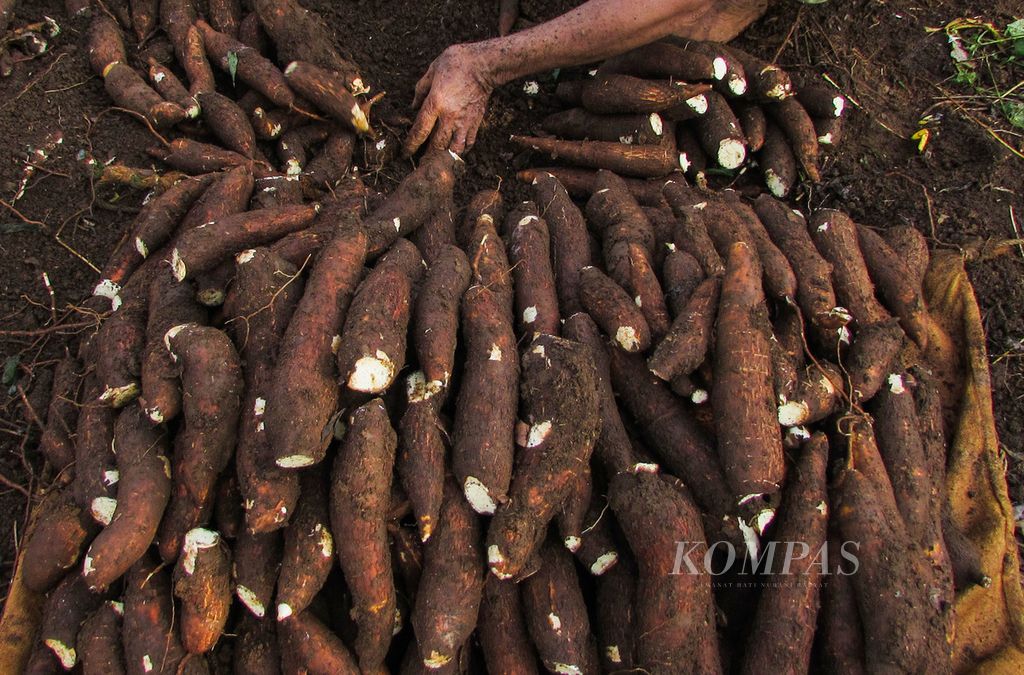 Para buruh tani memanen singkong di kawasan Curug, Gunung Sindur, Kabupaten Bogor, Jawa Barat, Minggu (31/5/2020). Harga singkong di tingkat petani sekitar Rp 4.000 per kilogram. 