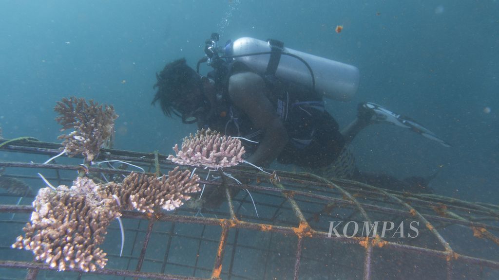 Warga melakukan transplantasi karang di kawasan dermaga Pulau Arborek, Raja Ampat, Papua Barat, Senin (31/5/2021). Hal itu dilakukan untuk melestarikan terumbu karang di kawasan itu.