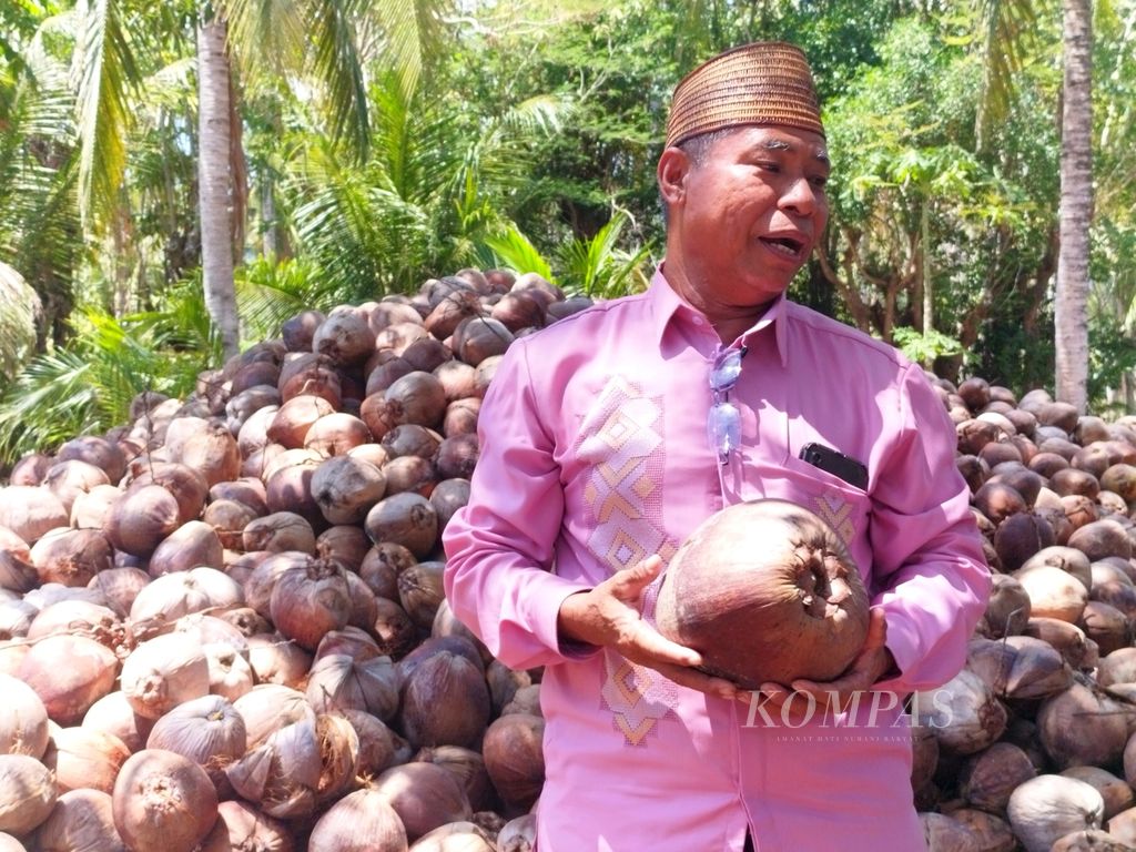 Mohamad S Hulotopi (57), petani kelapa, tengah menjelaskan proses awal pembibitan, di Desa Dunggala, Kecamatan Batudaa, Kabupaten Gorontalo, Gorontalo, Sabtu (23/9/2023). 