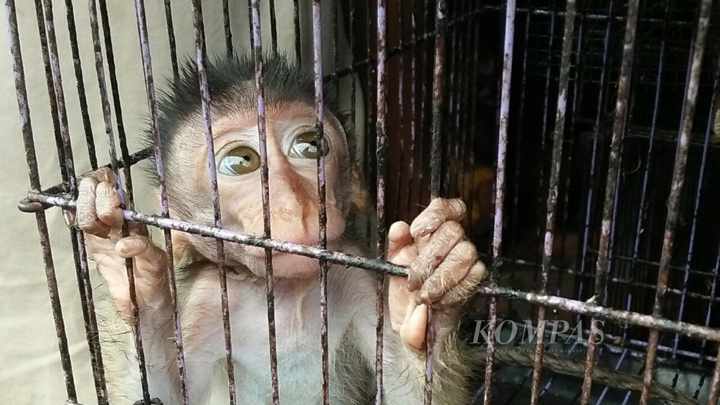 Seekor monyet pantai berada di dalam kandang. Monyet jenis ini merupakan salah satu hewan yang juga diperdagangkan di Pasar Jatinegara, Jakarta Timur.