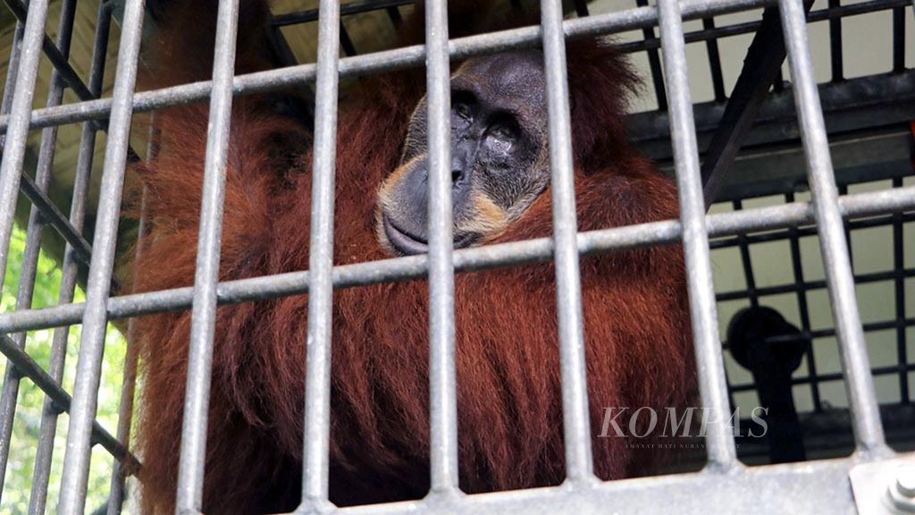 Orangutan bernama Hope, yang buta total, dirawat di Stasiun Karantina dan Rehabilitasi Orangutan Batu Mbelin yang dikelola Yayasan Ekosistem Lestari-Program Konservasi Orangutan Sumatera (YEL-SOCP) di Sibolangit, Kabupaten Deli Serdang, Sumatera Utara, Kamis (11/7/2019).