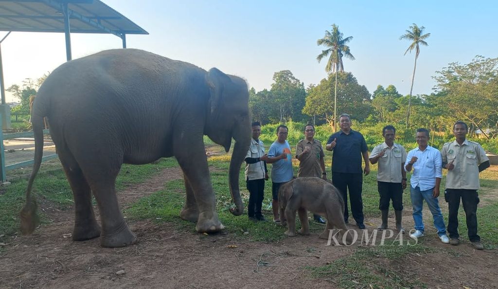 Seekor bayi gajah Sumatera lahir di Lembaga Konservasi Taman Satwa Lembah Hijau, Bandar Lampung, pada Minggu (7/8/2022). Bayi gajah jantan ini merupakan gajah pertama yang lahir di luar habitat aslinya atau eksitu. 