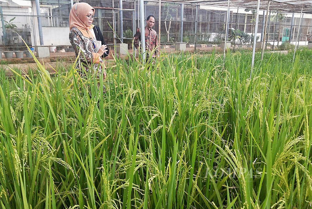 Pemulia tanaman padi Badan Tenaga Nuklir Nasional (Batan) menunjukkan penangkaran padi varietas unggul di National Science and Techno Park, Kawasan Nuklir Pasar Jumat, Jakarta Selatan, pertengahan November 2016.