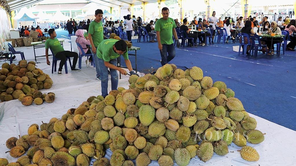 Durian disiapkan untuk Festival Durian Medan, di Lapangan Merdeka, Medan, Sumatera Utara, Kamis (6/7/2017). 