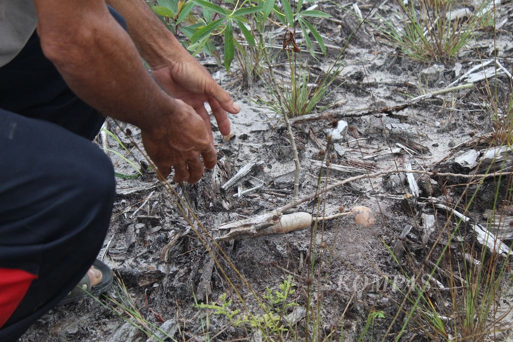 Rangkap (53), Mantir Adat Desa Tewai Baru, Kabupaten Gunung Mas, Kalimantan Tengah, menunjukkan hasil dari program strategis nasional lumbung pangan (<i>food estate</i>) di Kabupaten Gunung Mas untuk komoditas singkong, Selasa (8/8/2023).