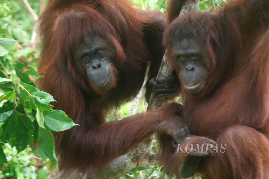 Program Samboja Lestari di kawasan ekowisata terbatas milik Yayasan Penyelamatan Orangutan Borneo (BOS) di Kabupaten Kutai Kartanegara, Kalimantan Timur, memiliki 224 orangutan yang direhabilitasi. Demi rehabilitasi dan rencana pelepasliaran, yang bisa dilihat wisatawantanpa menyentuh—hanya orangutan yang tidak mungkin lagi dilepasliarkan, yakni di Pulau 5, salah satu pulau buatan di ekowisata tersebut. Foto diambil pada Rabu (15/8/2012). 