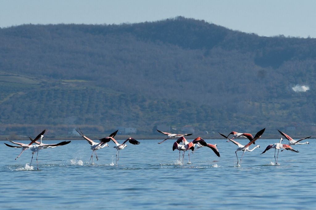 Burung flamingo terbang di atas laguna Karavasta, di dalam Taman Nasional Divjaka-Karavasta, Albania, Senin (31/1/2022). 