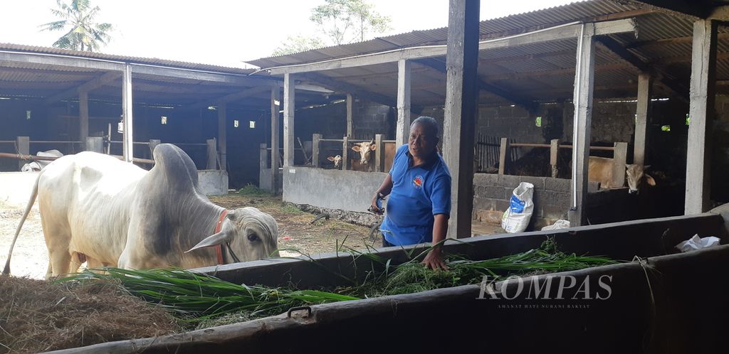 Peternak di Sleman, DI Yogyakarta, menutup kandang total sejak PMK mulai menyebar seperti terlihat Rabu (22/6/2022). Penutupan kandang berdampak pada turunnya penjualan ternak, namun mereka berhasil menyelamatkan ternak dari tertular PMK.