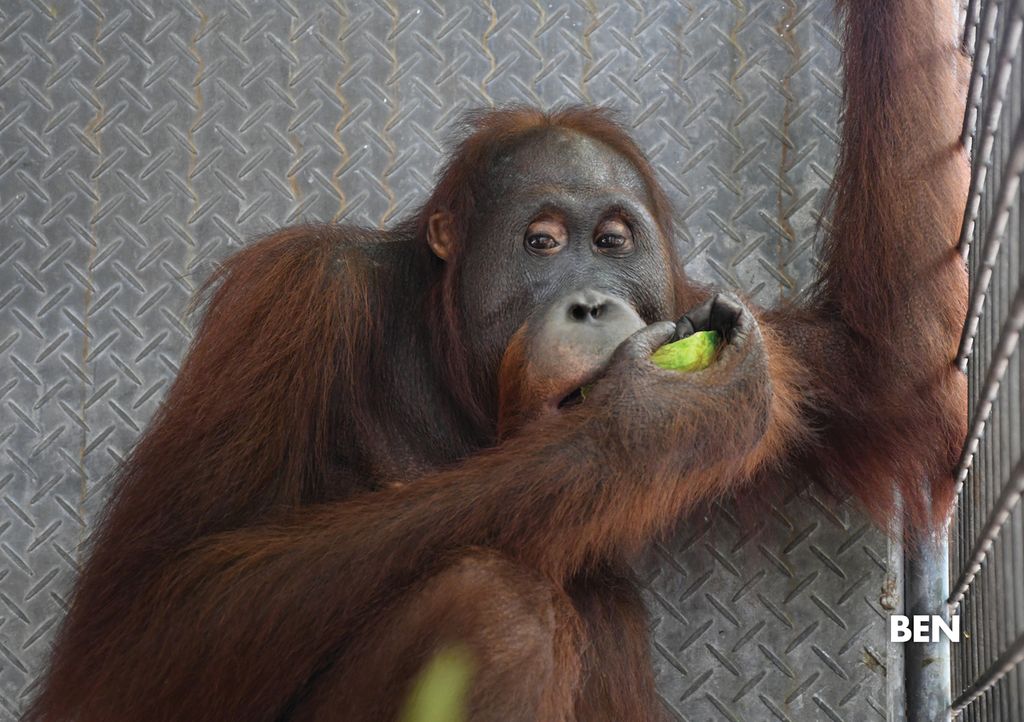 Ben, orangutan berumur 12 tahun, di pusat rehabilitasi di Nyaru Menteng, Kota Palangkaraya, Kalteng.