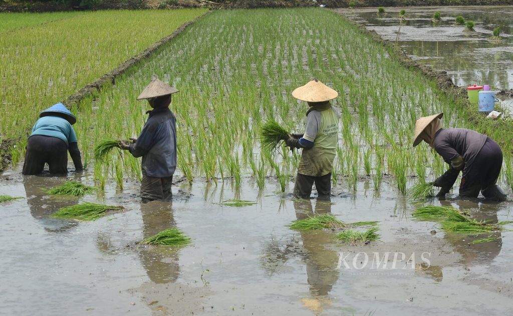 Buruh bersama-sama menanam bibit padi di Kecamatan Gedangan, Sidoarjo, Sabtu (17/2/2024). 